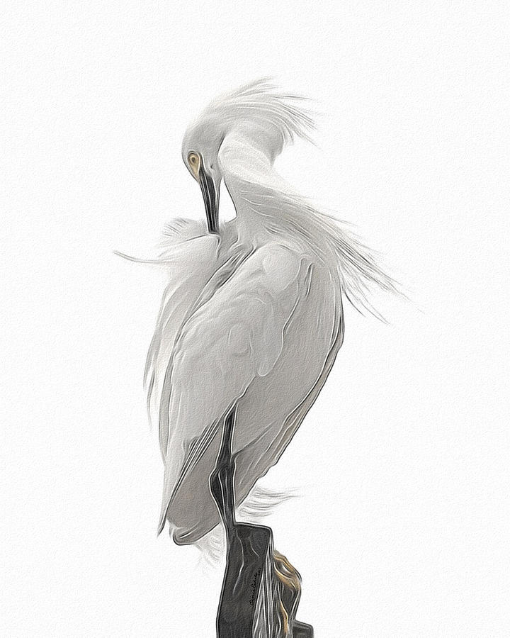 Bird Digital Art - Snowy Egret Preening 2 by Ernest Echols