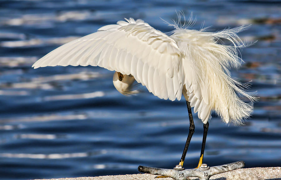 Snowy Egret Preening by H H Photography of Florida Photograph by HH Photography of Florida
