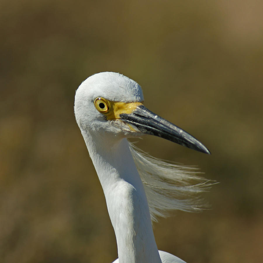 Bird Photograph - Snowy Egret Profile 2 by Ernest Echols