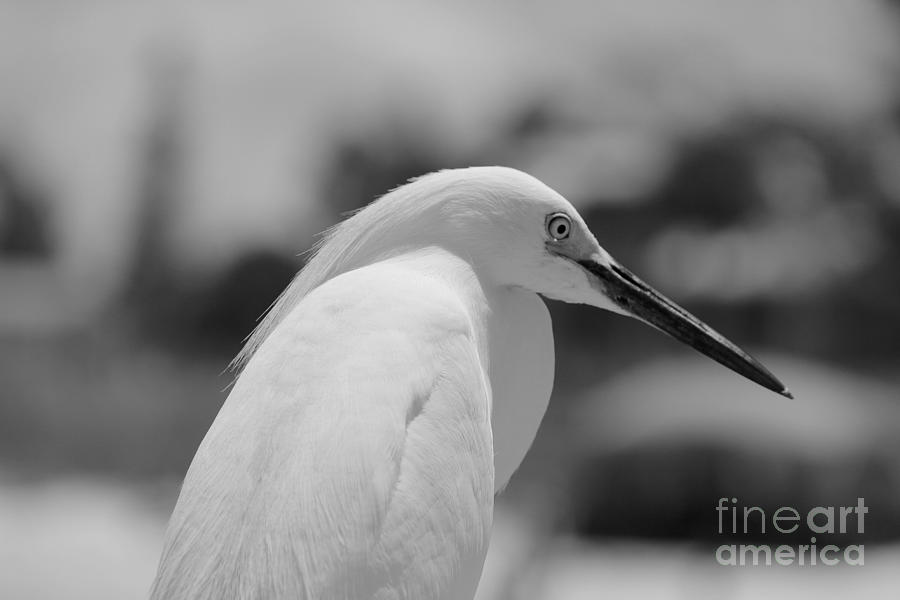 Snowy Egret Profile Black and White Photograph by Carol Groenen