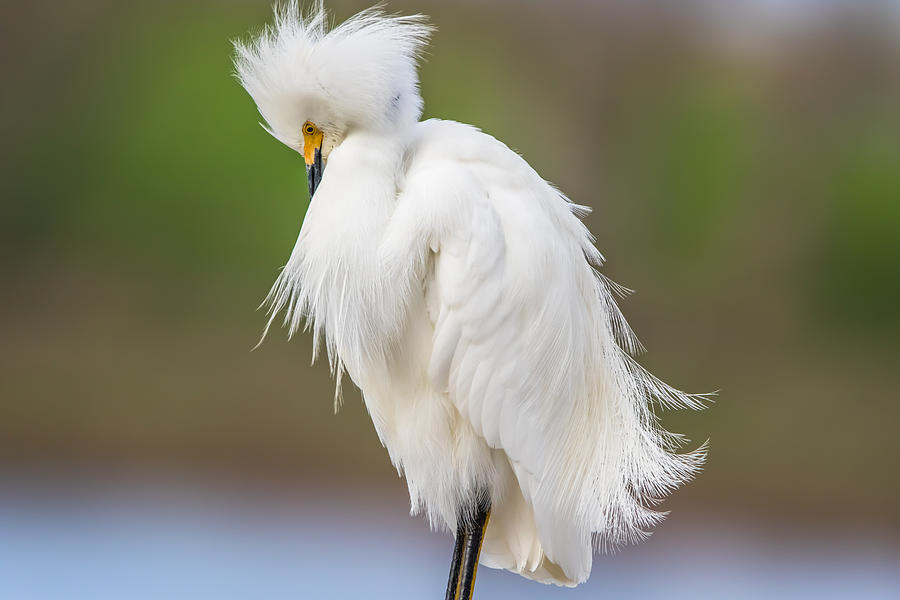 Snowy Egret Profile Photograph by Marc Crumpler