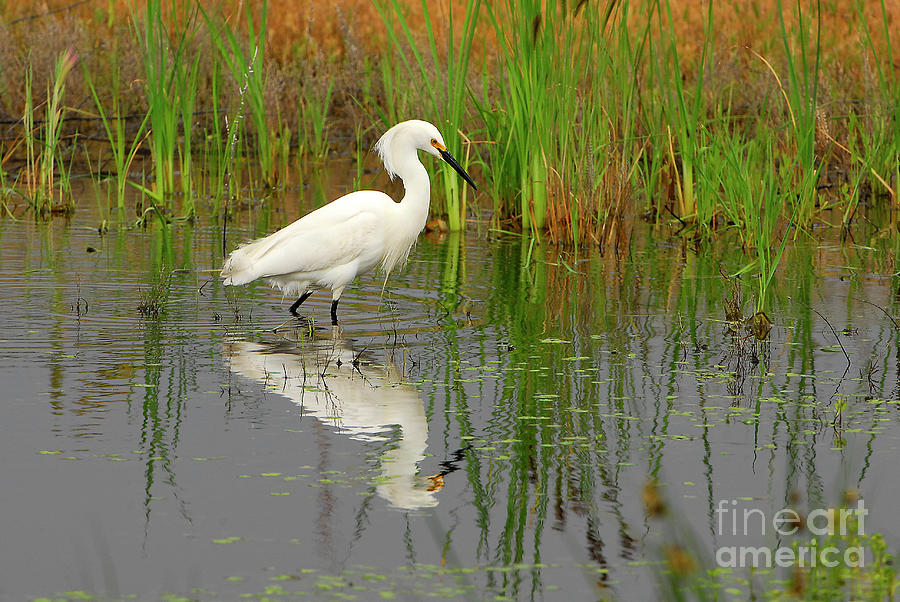 Snowy Egret Reflection Photograph by Dennis Hammer