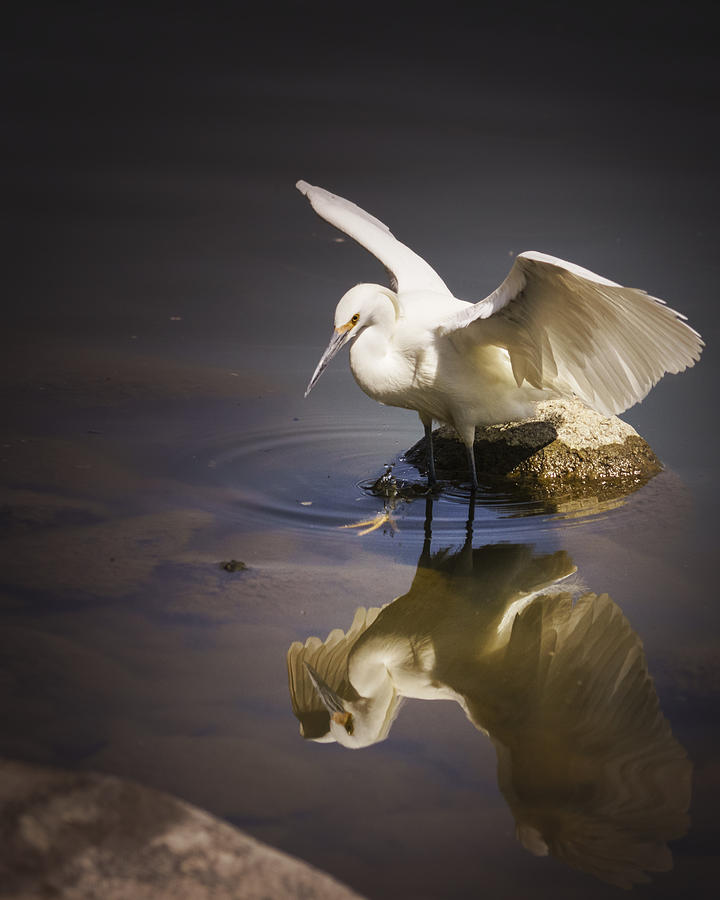 Snowy Egret Reflection Photograph