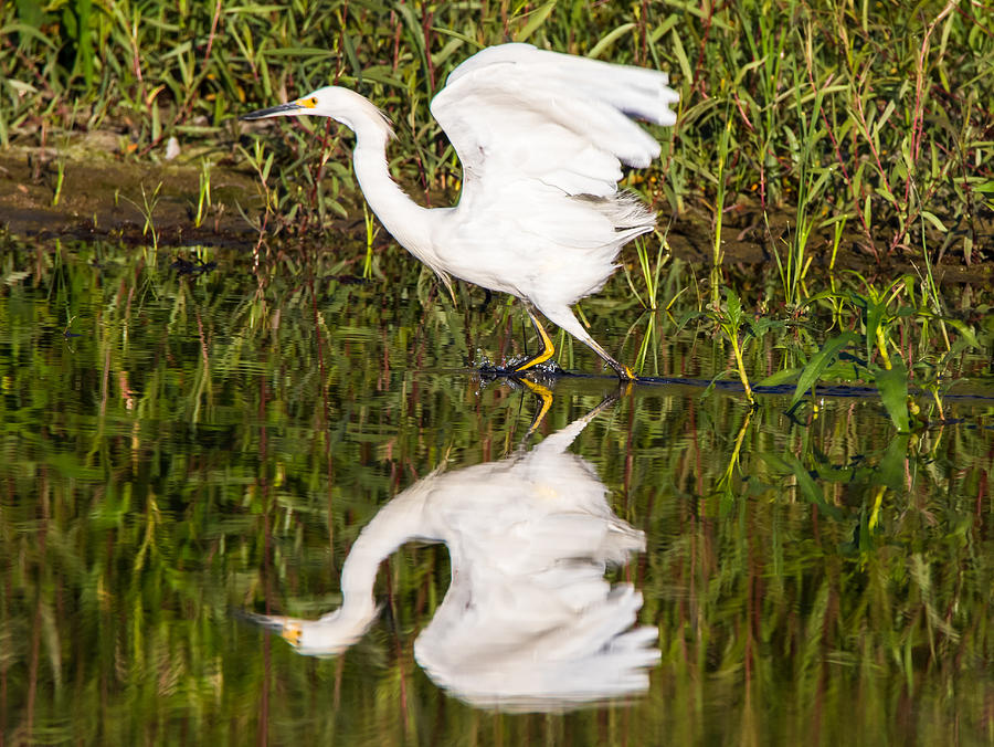 Snowy Egret Reflection Photograph by Marc Crumpler