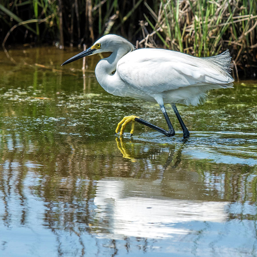 Snowy Egret Reflection Photograph by William Bitman