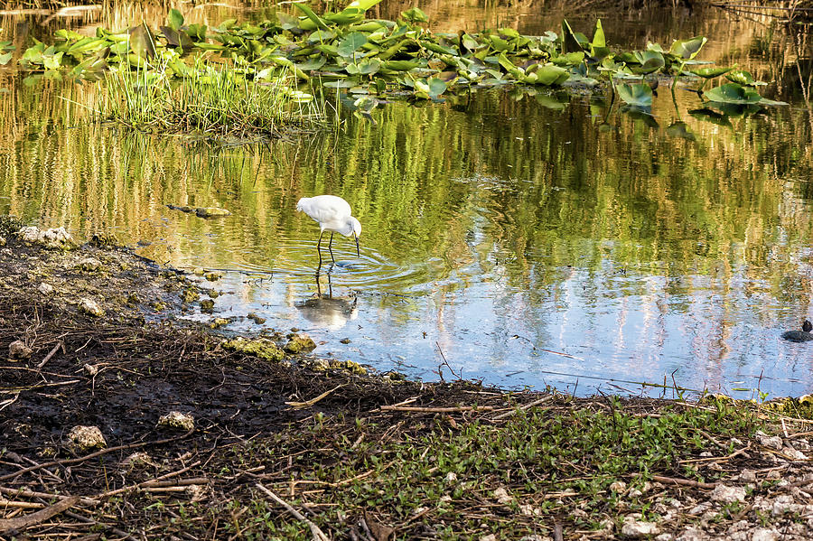 Snowy Egret Reflections Photograph by Louise Lindsay