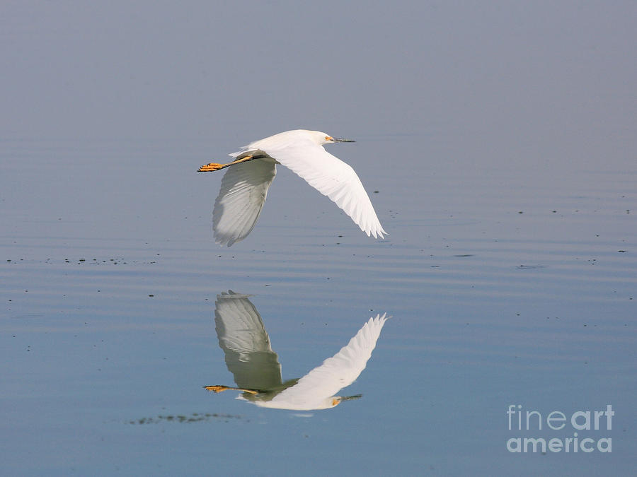 Snowy Egret Reflections Photograph by Wingsdomain Art and Photography