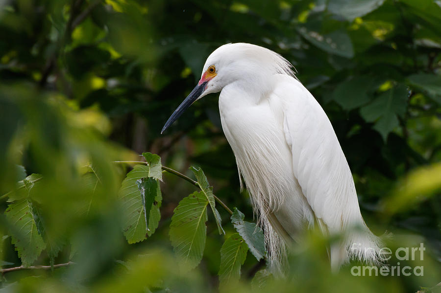 Forest Photograph - Snowy Egret by Richard Smith Forest Photograph - Snowy Egret by Richard Smith