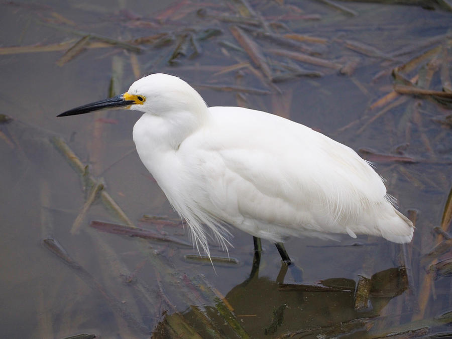 Snowy Egret Photograph by Life Makes Art