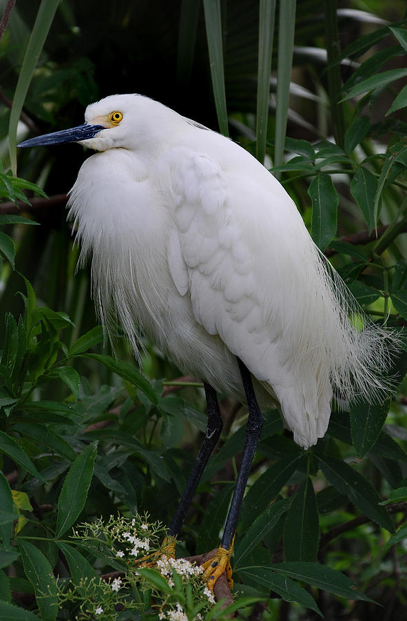 Snowy Egret Photograph by Skip Willits