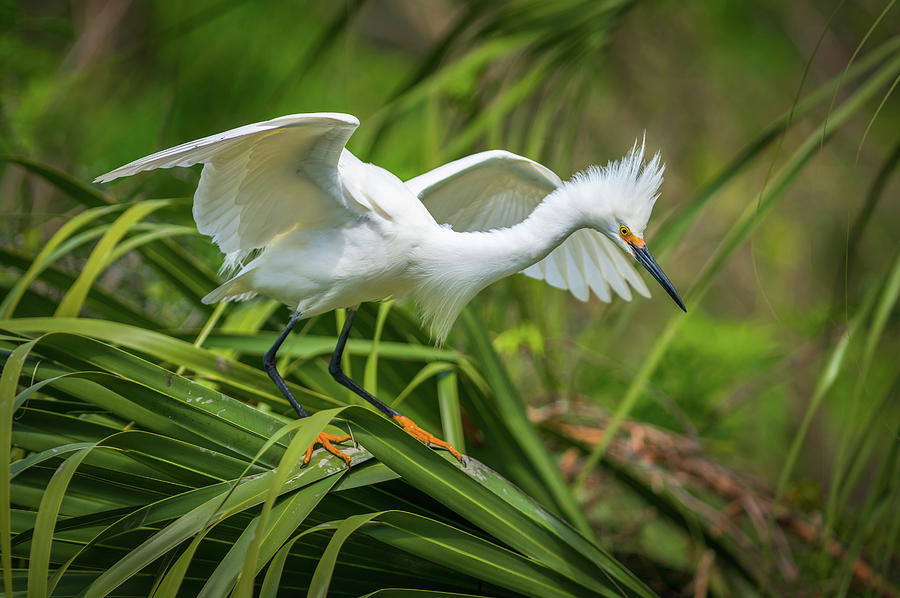Snowy Egret St Augustine Florida Wildlife Nature Photography Photograph by Dave Allen