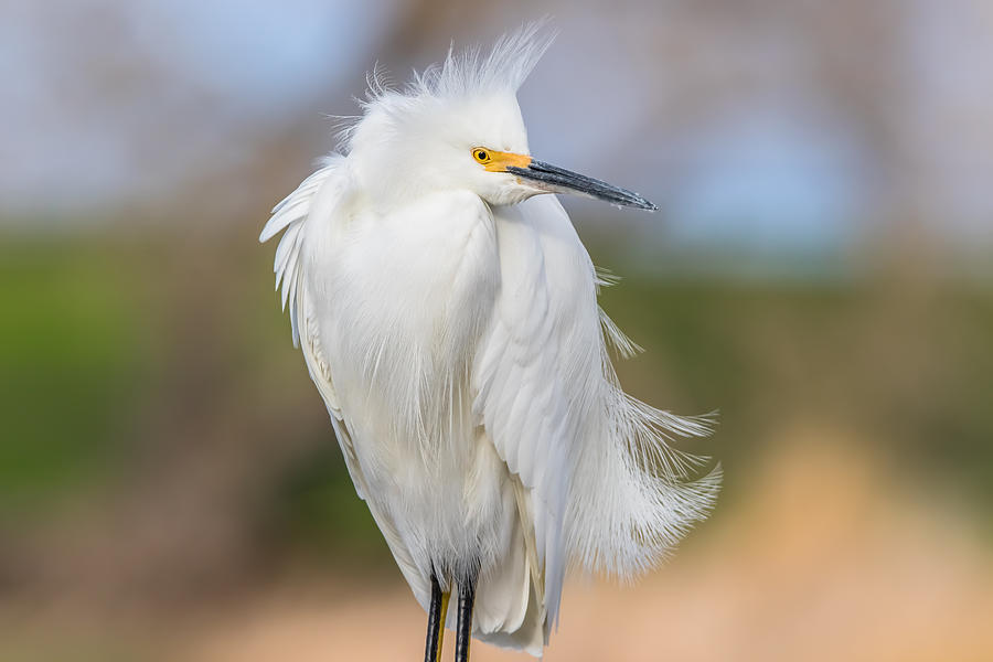 Snowy Egret Stare Photograph by Marc Crumpler