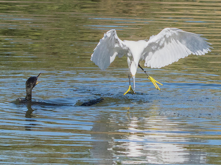 Snowy Egret Stealing Fish from Cormorant 5414-112617-2cr Photograph by Tam Ryan