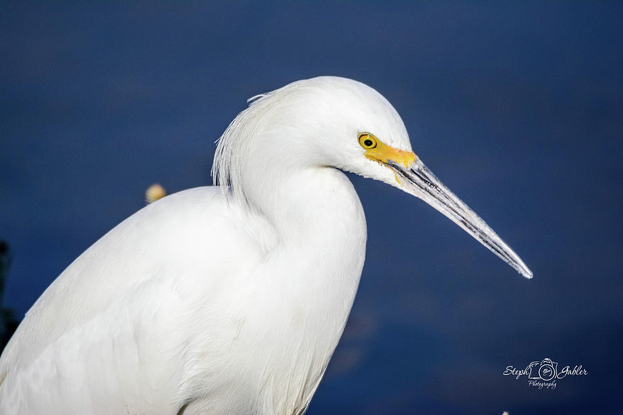Snowy Egret Photograph by Steph Gabler