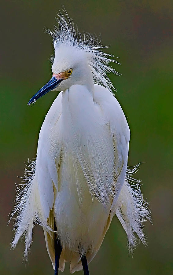 Mick Jagger Photograph - Snowy Egret Struts by William Jobes