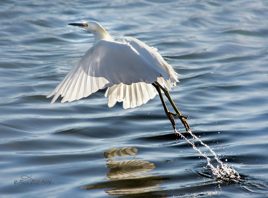 Snowy Egret Taking Flight With Water Streams Photograph by Brian Tada