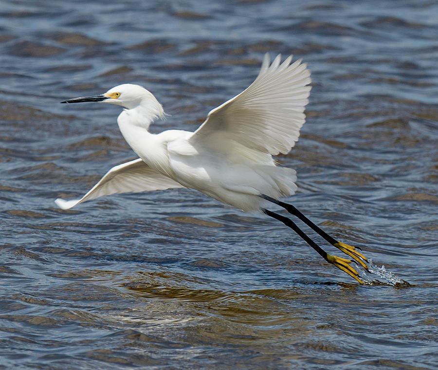 Snowy Egret Taking Off Photograph by William Bitman