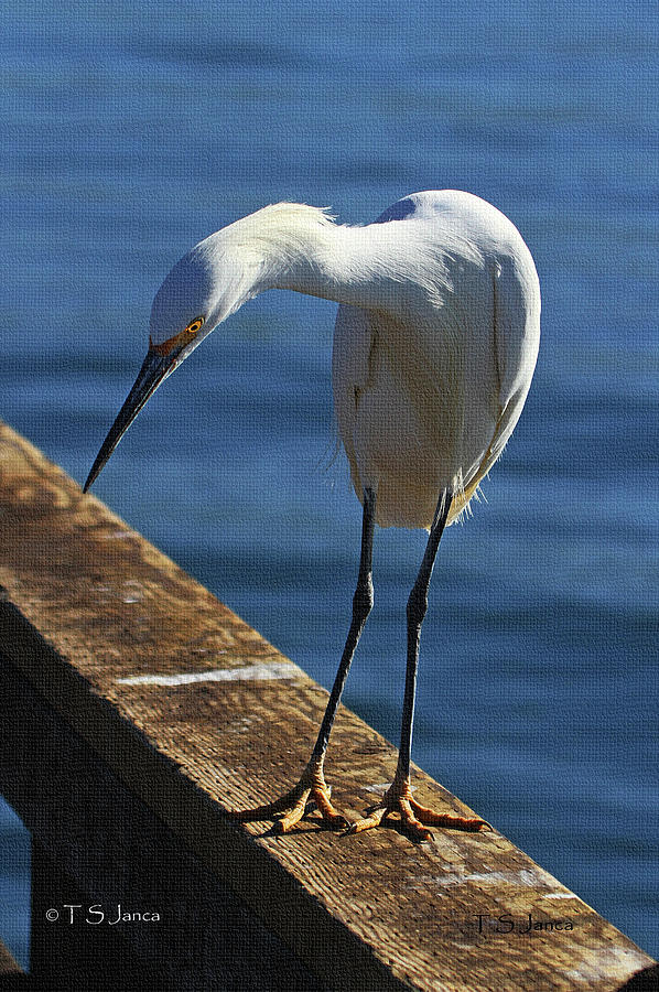 Snowy Egret That Minnow Will Be Fine Photograph by Tom Janca