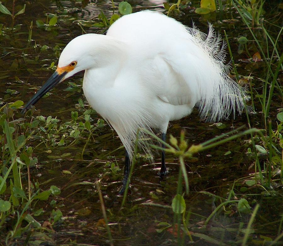 Snowy Egret Drawing by Tim McCarthy - Fine Art America