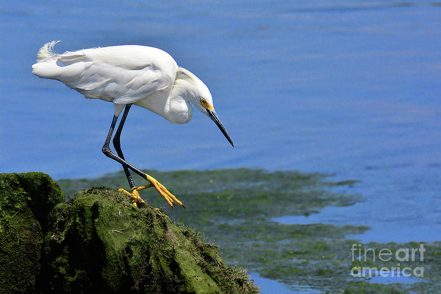 Snowy Egret Waiting For Brunch To Appear Photograph