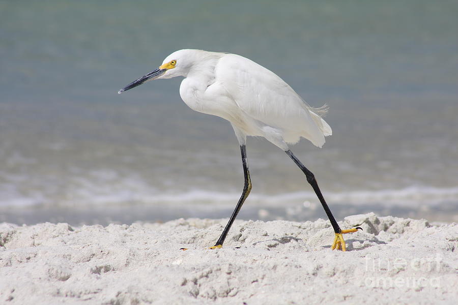 Snowy Egret Walk Along The Beach Photograph by Christiane Schulze Art And Photography