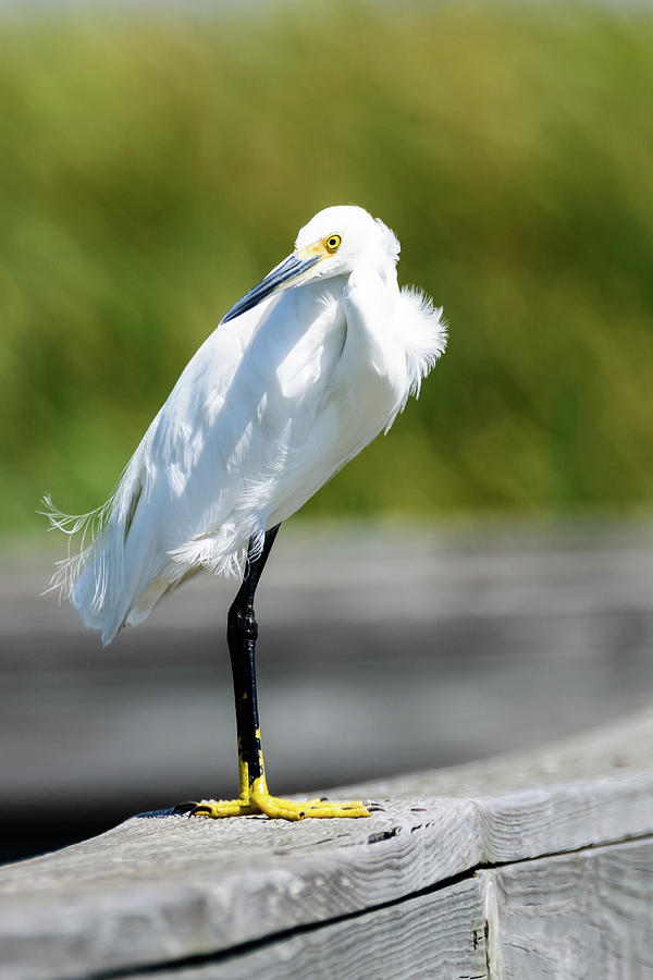 Snowy Egret Watching From the Rail Photograph by Debra Martz