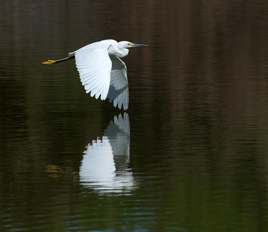 Egret Photograph - Snowy Egret Wing Reflection by Tam Ryan