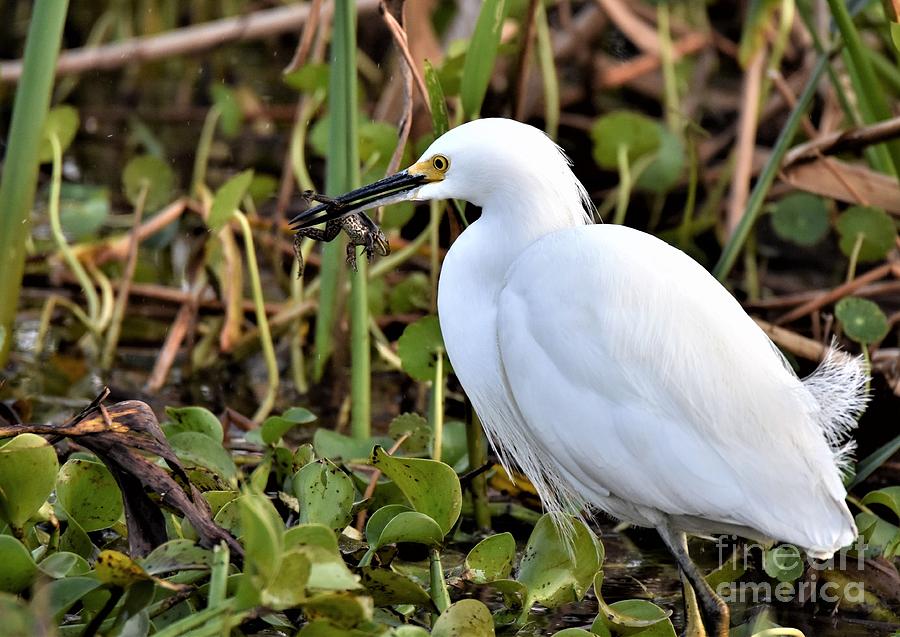 Snowy Egret With A Frog Photograph by Julie Adair
