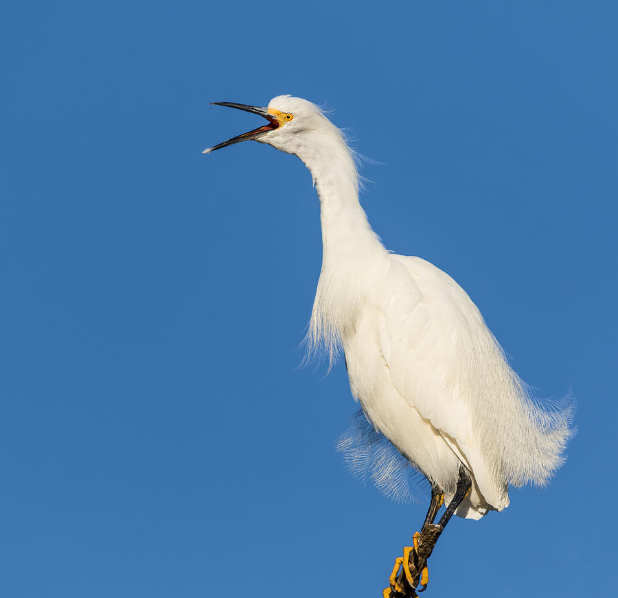 Snowy Egret with Attitude Photograph by Kathleen Bishop