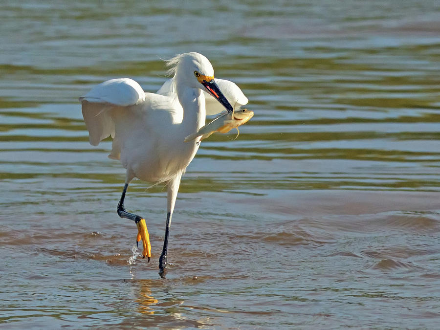 Snowy Egret with Fish 1213-111317-2cr Photograph by Tam Ryan