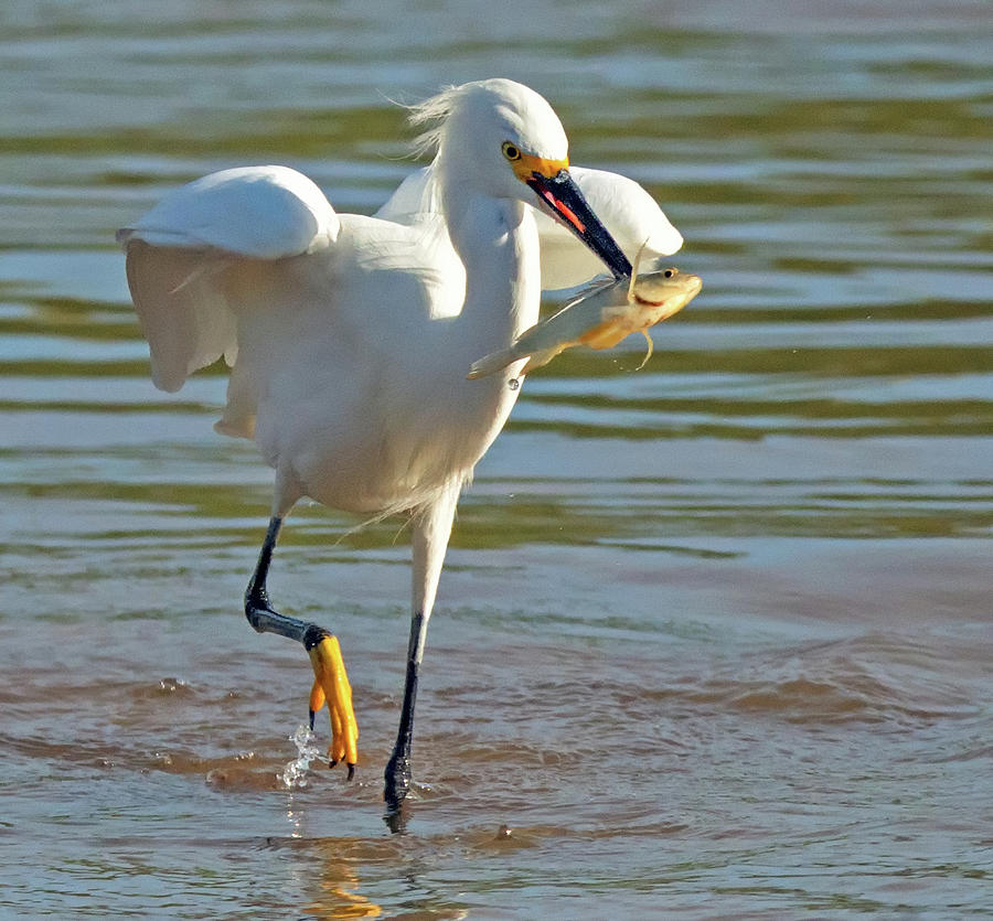 Snowy Egret with Fish 1213-111317-3cr Photograph by Tam Ryan
