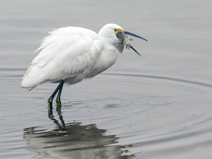 Snowy Egret with Fish 6135-113017-1cr Photograph by Tam Ryan