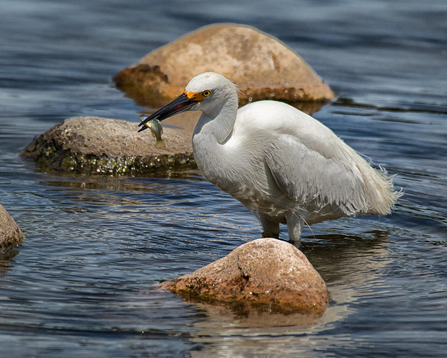 Snowy Egret with Fish Photograph by Janis Knight