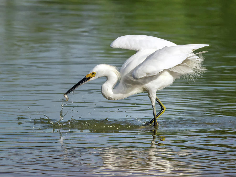 Snowy Egret with Fish Photograph by Tam Ryan