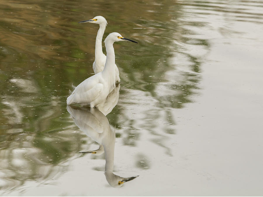 Snowy Egrets 5960-113017-1cr Photograph by Tam Ryan