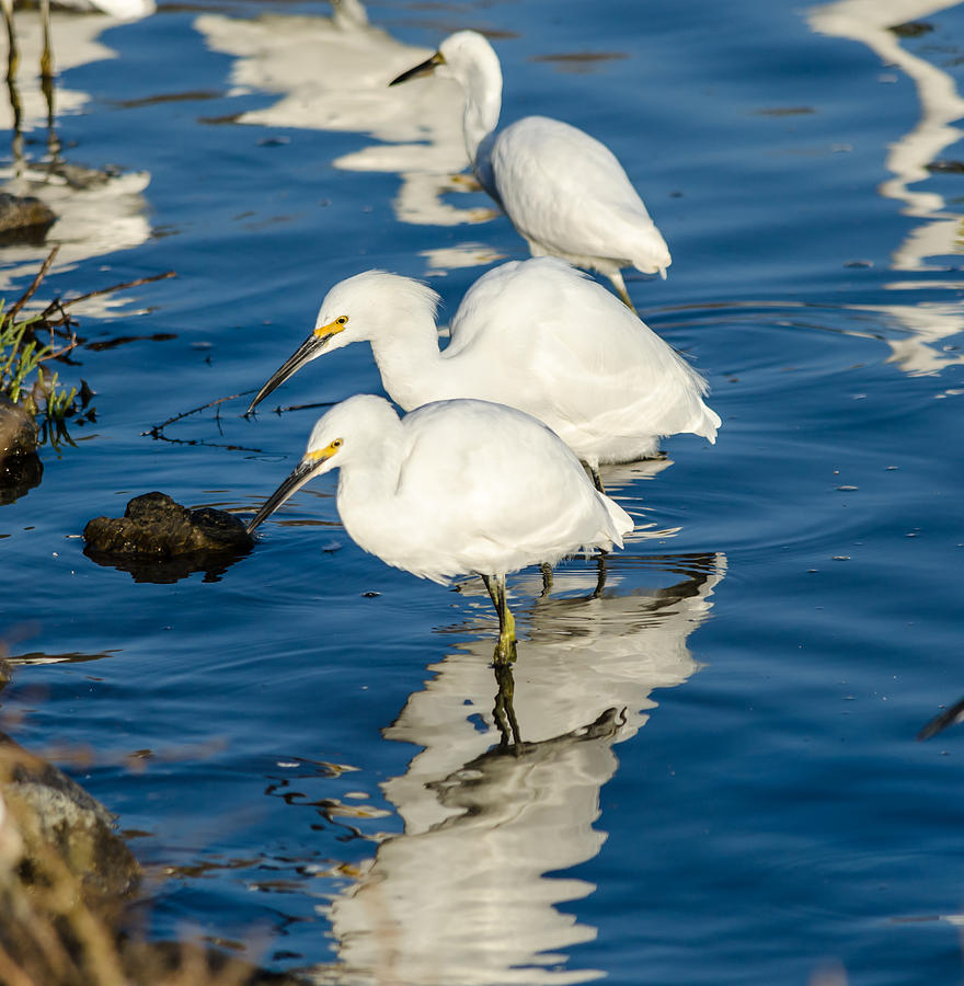 Snowy Egrets Photograph by Asif Islam