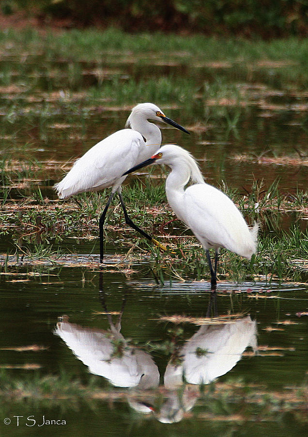 Snowy Egrets At Gilbert Riparian Preserve Photograph by Tom Janca
