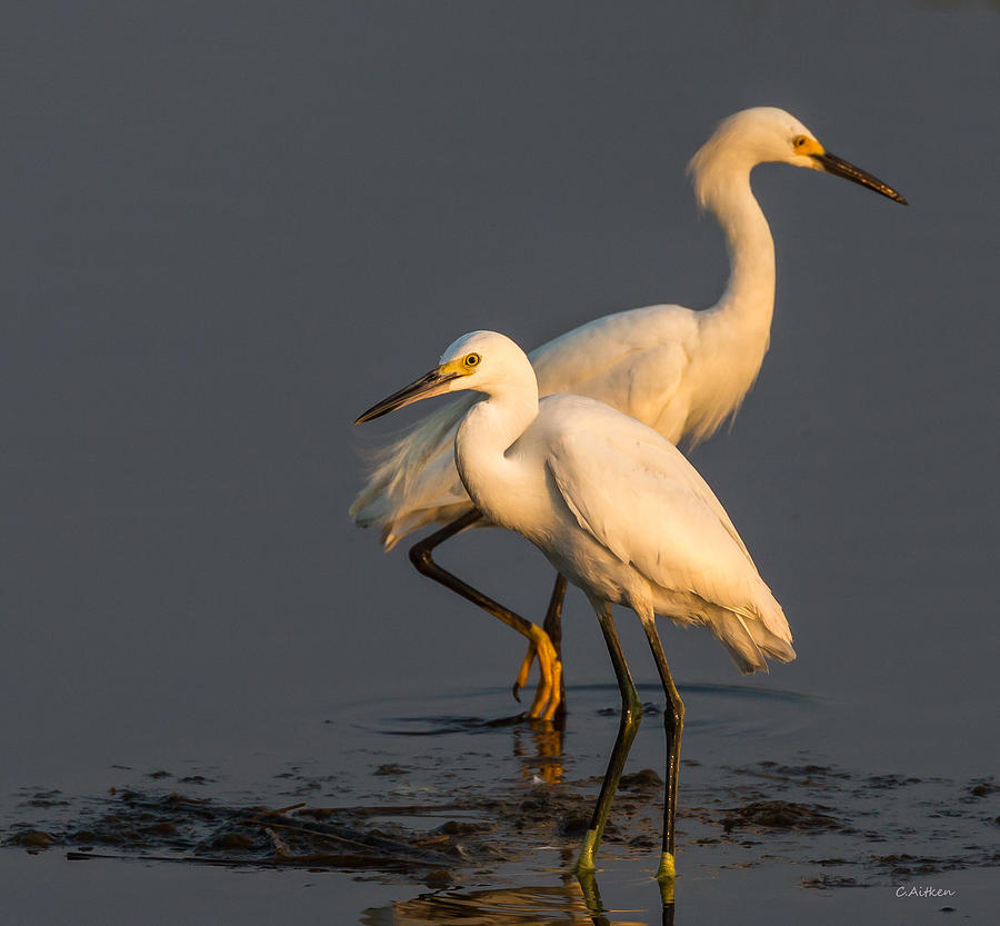 Snowy Egrets Photograph by Charles Aitken