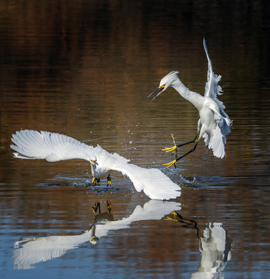 Egret Photograph - Snowy Egrets Chase 5554-020218-1cr by Tam Ryan