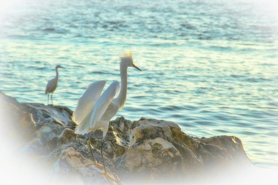 Snowy Egrets Contemplate Photograph by Ola Allen