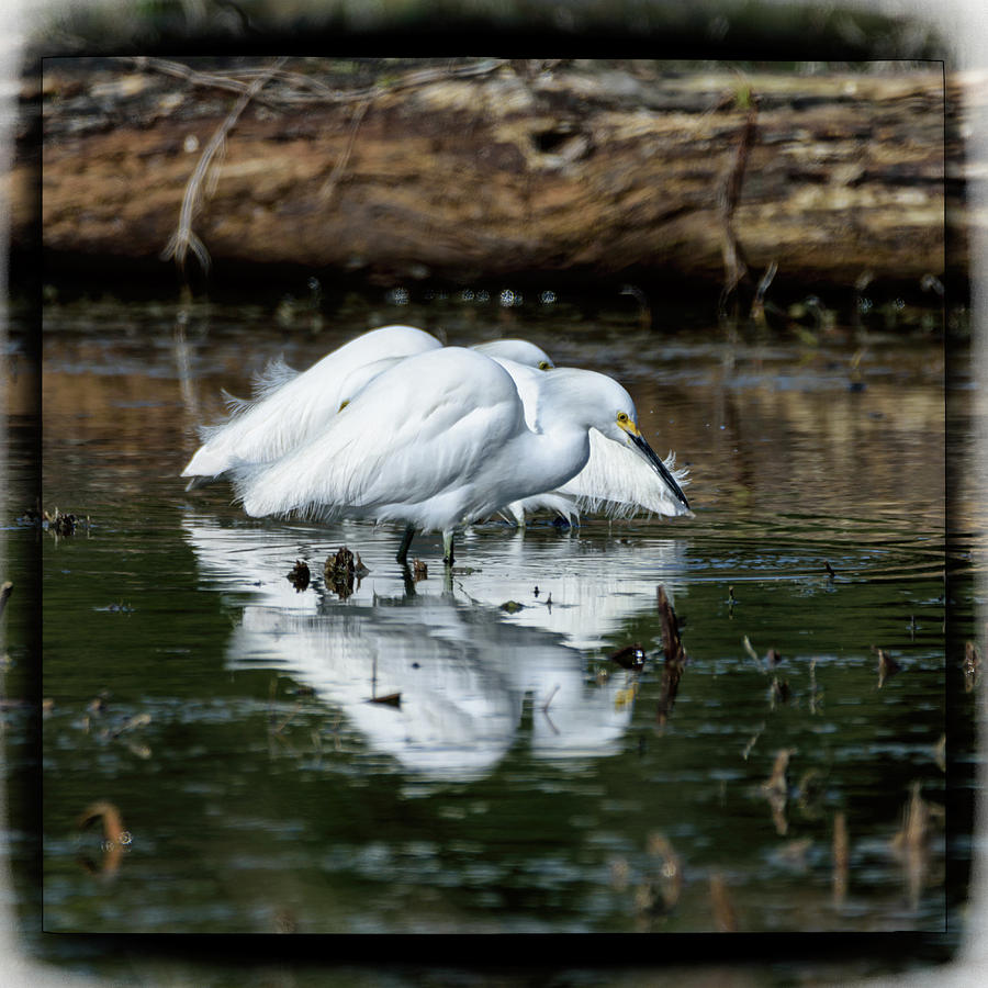 Snowy Egrets Feeding - Digital Framing Photograph by Debra Martz