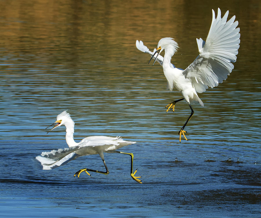 Snowy Egrets Fight 3622-112317-2cr Photograph by Tam Ryan