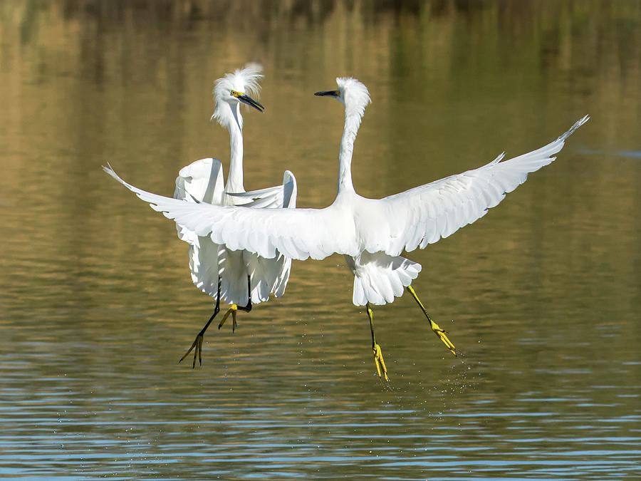 Snowy Egrets Fight 3638-112317-1cr Photograph by Tam Ryan