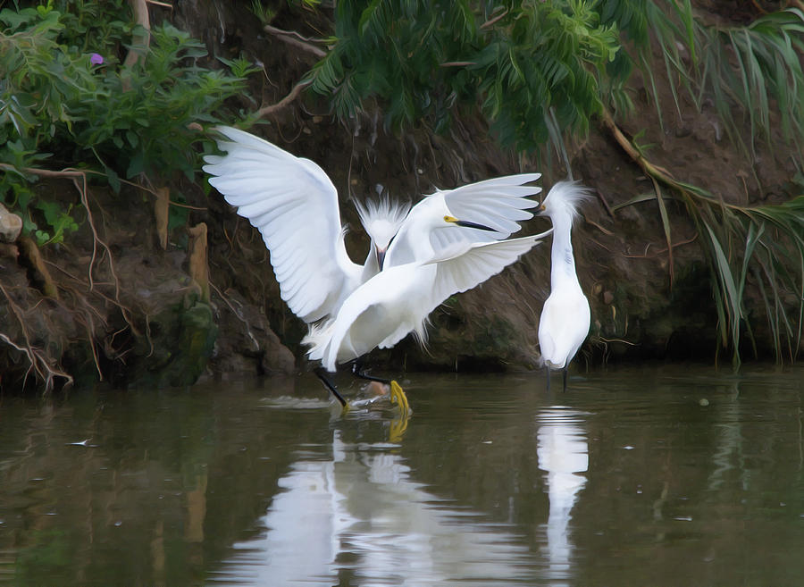 Snowy Egrets Fighting For Their Territory - Digitialart Photograph