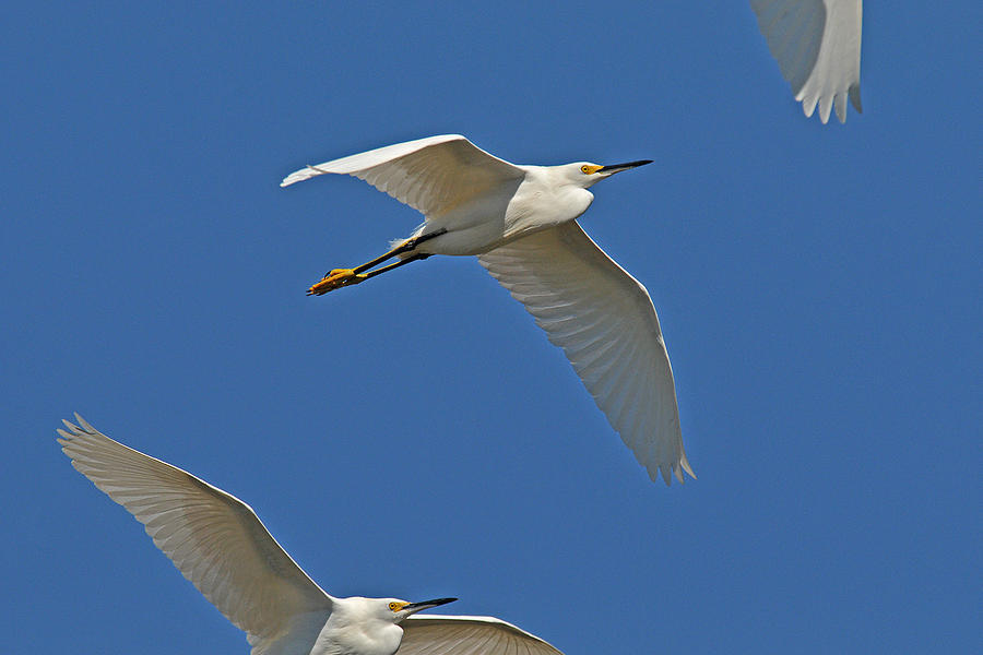 Snowy Egrets Flying  Photograph by Alan Lenk