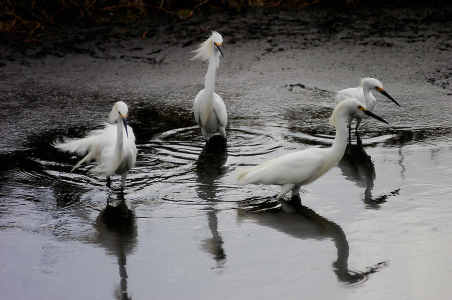 Bird Photograph - Snowy Egrets I by Jane Melgaard