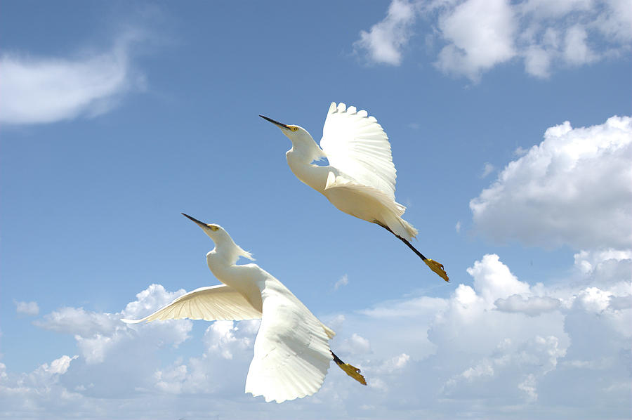Heron Photograph - Snowy Egrets In Flight by Roy Williams