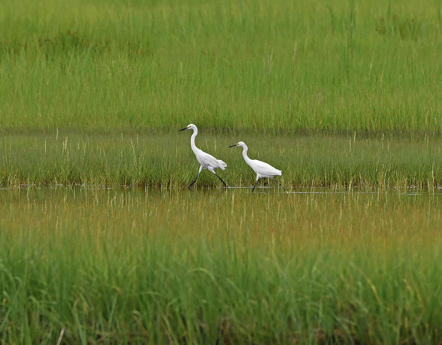 Snowy Egrets Photograph by Ken Stampfer
