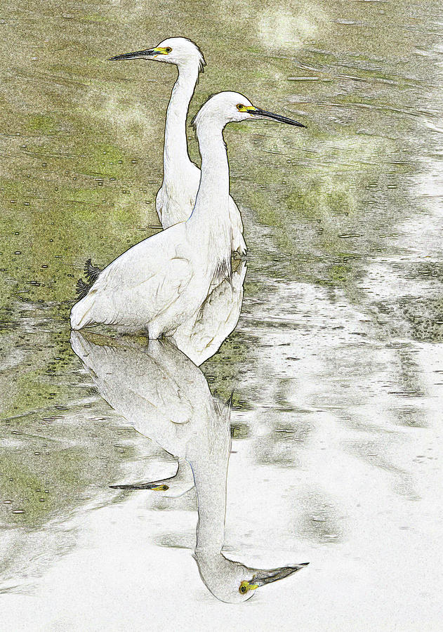 Snowy Egrets Photo Art 5960-113017-1 Photograph by Tam Ryan