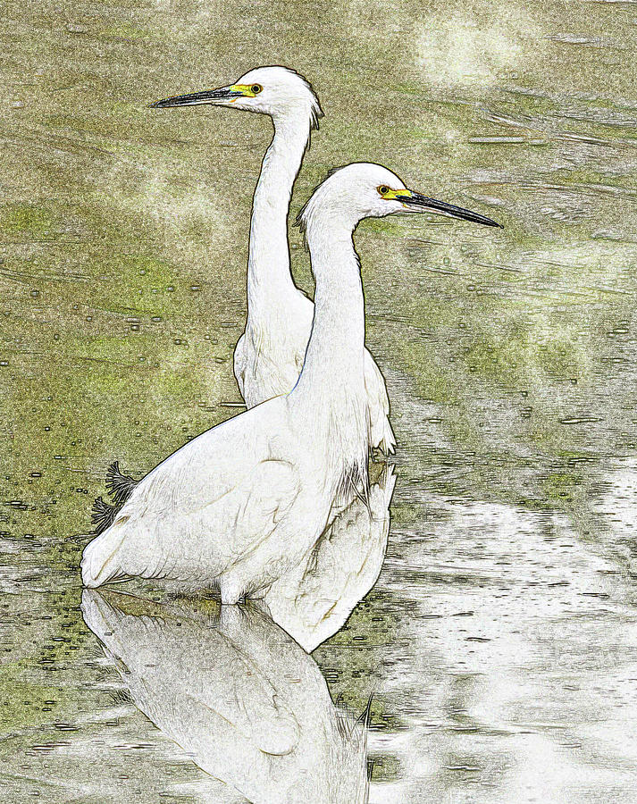 Snowy Egrets Photo Art 5960-113017-1cr-V Photograph by Tam Ryan